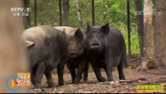 [ÿ��ũ��]���������˰��룺������ɽ������Ұ����׬Ǯ