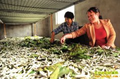 �Ĵ��㰲�����屧������Ч���