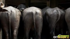 [�¸���]���������Ʊ�Ȩ��ţ�൱�ƽ� һͷţ��׬����Ԫ