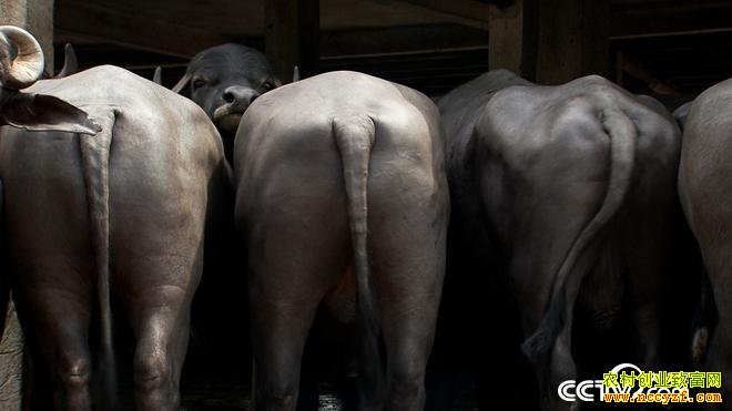 [�¸���]���������Ʊ�Ȩ��ţ�൱�ƽ� һͷţ��׬����Ԫ