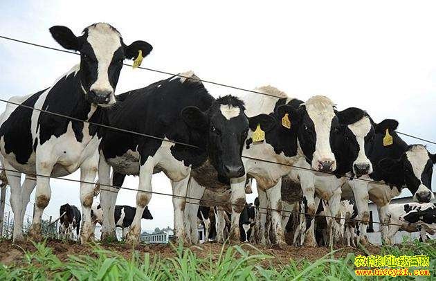 ����ҵ���ֿ�ߴ�1000�� ����õ���ֳ������