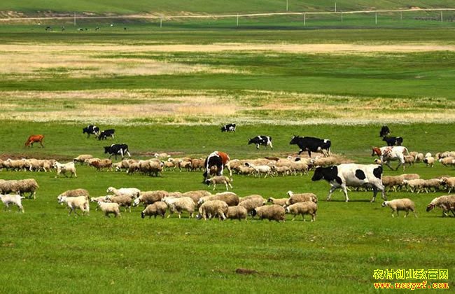 �ɺ�Ӱ�����ɹ�����ҵ ţ���������ţ�����г�ӭ����