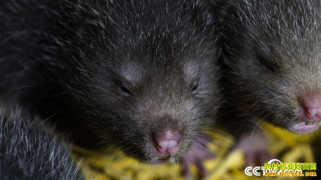 [�¸���]��ƭ������ ������������������һ������3000��