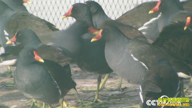 [�¸���]һ�ž��� ����Т�д�������ֳ��ˮ��һ������800��