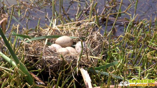 [�¸���]һ�ž��� ����Т�д�������ֳ��ˮ��һ������800��