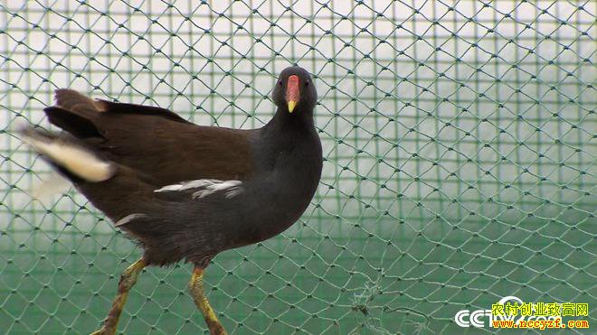 [�¸���]һ�ž��� ����Т�д�������ֳ��ˮ��һ������800��