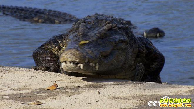 [�¸���]һ�ž��� ����Т�д�������ֳ��ˮ��һ������800��