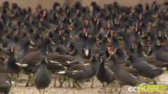 [�¸���]һ�ž��� ����Т�д�������ֳ��ˮ��һ������800��