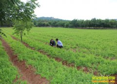 ������ɽ�س»�������ƶ���������ҩ����ֲ�����ˡ�