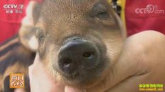 [ÿ��ũ��]ɽ����ϼ����ɽ������Ұ���۸��