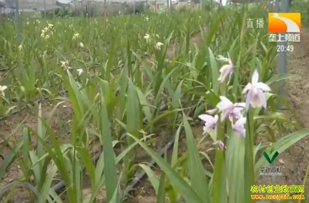 ��ֲ��ܸһĶ��׬ʮ��Ԫ���׼���ֲ���ո�Ͷ��Ҫ����