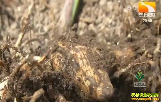 ��ֲ��ܸһĶ��׬ʮ��Ԫ���׼���ֲ���ո�Ͷ��Ҫ����