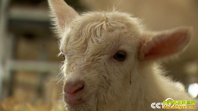 [�¸���]��˵Ǯ��׬ ���ɹŰ����׶�̷������զ����7��Ԫ��