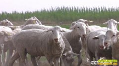 [�¸���]��˵Ǯ��׬ ���ɹŰ����׶�̷������զ����7��Ԫ��