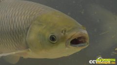 [�¸���]�㶫������������� һ�����۸�����50%�������