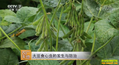 [ũ�����]��ʳ�ĳ�ķ�������μ�����Ƶ