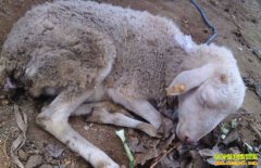 �ļ����������򳦶�Ѫ֢��