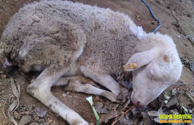 �ļ����������򳦶�Ѫ֢��