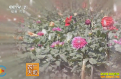 [ũ�����]������ֲ�����������������༼����Ƶ