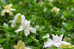 ������Ϫ����������ǰ��Ч��� Ķ��������ǧԪ