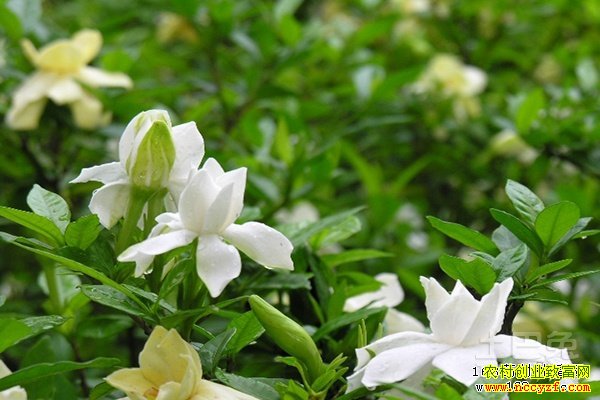 ������Ϫ����������ǰ��Ч��� Ķ��������ǧԪ