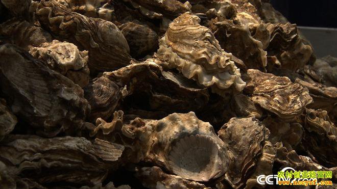 [�¸���]ɽ����ɽ�տ�̯�ϰ��ΰ��ֳĵ����׬200��