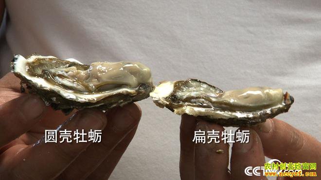 [�¸���]ɽ����ɽ�տ�̯�ϰ��ΰ��ֳĵ����׬200��