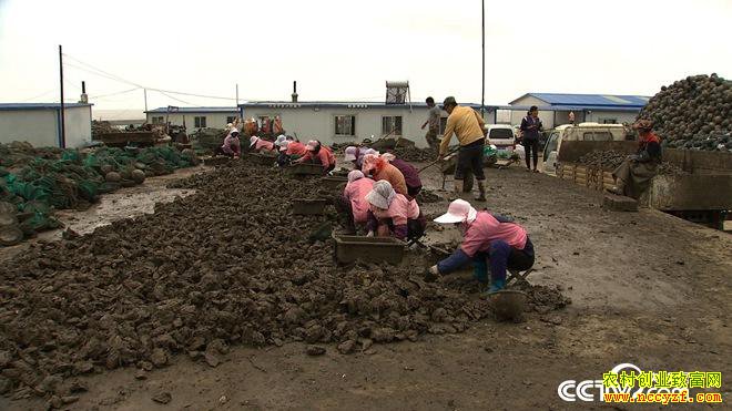 [�¸���]ɽ����ɽ�տ�̯�ϰ��ΰ��ֳĵ����׬200��