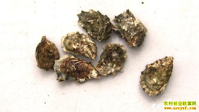 [�¸���]ɽ����ɽ�տ�̯�ϰ��ΰ��ֳĵ����׬200��