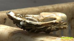 [�¸���]ɽ����ɽ�տ�̯�ϰ��ΰ��ֳĵ����׬200��