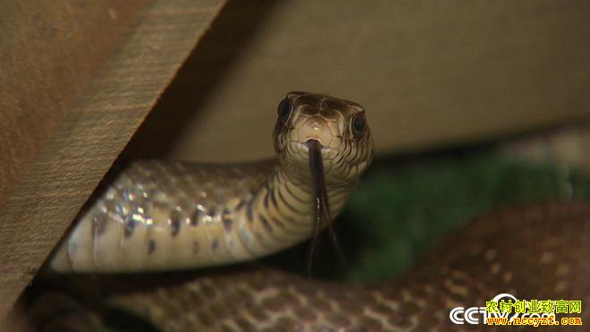 [�¸���]�Ĵ���������Ů���ܺ�÷���ͷ ����������׬������