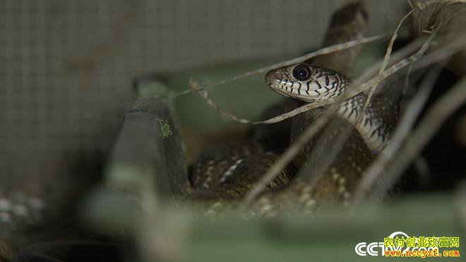 [�¸���]�Ĵ���������Ů���ܺ�÷���ͷ ����������׬������