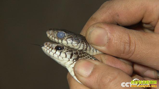 [�¸���]�Ĵ���������Ů���ܺ�÷���ͷ ����������׬������