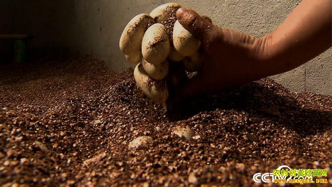 [�¸���]�Ĵ���������Ů���ܺ�÷���ͷ ����������׬������