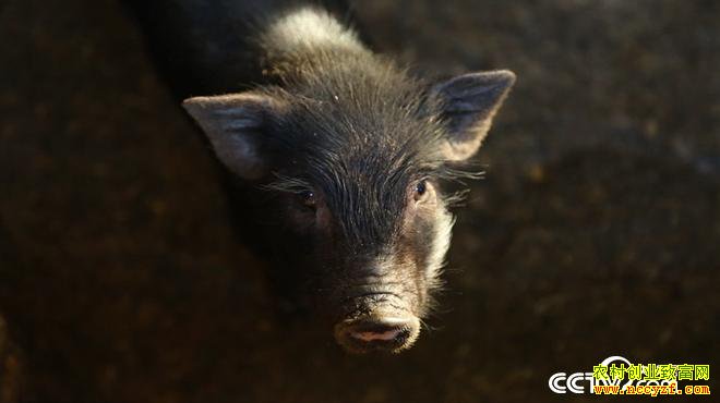 [�¸���]������˫���ɺ�ǿϱ��������ֳ����С��������600��