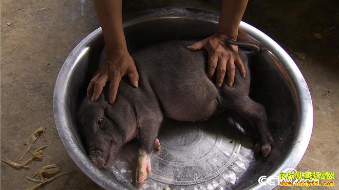 [�¸���]������˫���ɺ�ǿϱ��������ֳ����С��������600��