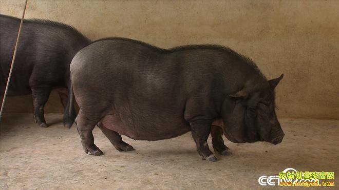 [�¸���]������˫���ɺ�ǿϱ��������ֳ����С��������600��