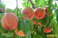 �ӱ������������������ֲ�¸���