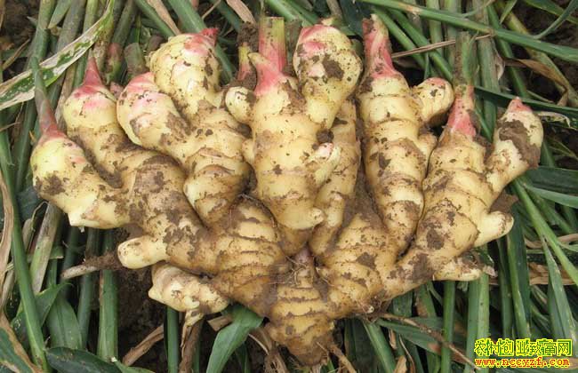 2018��ɽ�����������۸���������