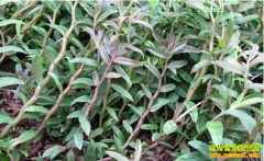 ��Ƥʯ���۸�������ų� ���ܹ�ʣ�ɻ���