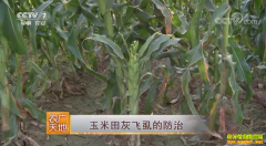 [ũ�����]������ҷ�ʭ�ķ��μ�����Ƶ