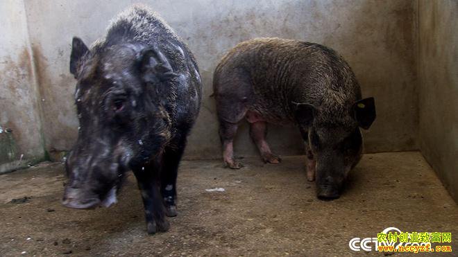 [�¸���]������������ǿ30ͷɽ�������1.5��Ԫ