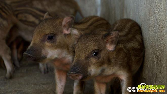 [�¸���]������������ǿ30ͷɽ�������1.5��Ԫ