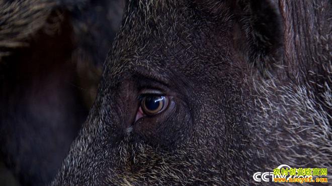 [�¸���]������������ǿ30ͷɽ�������1.5��Ԫ