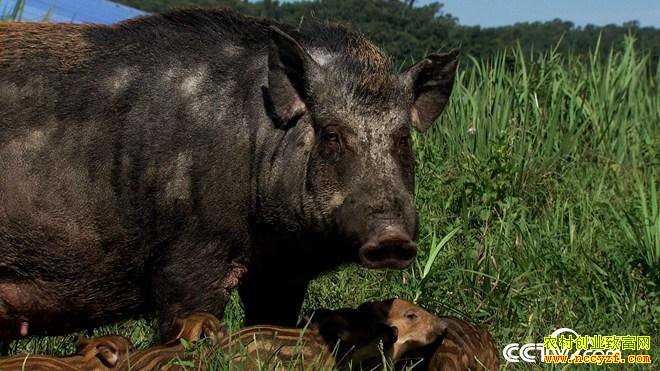 [�¸���]������������ǿ30ͷɽ�������1.5��Ԫ