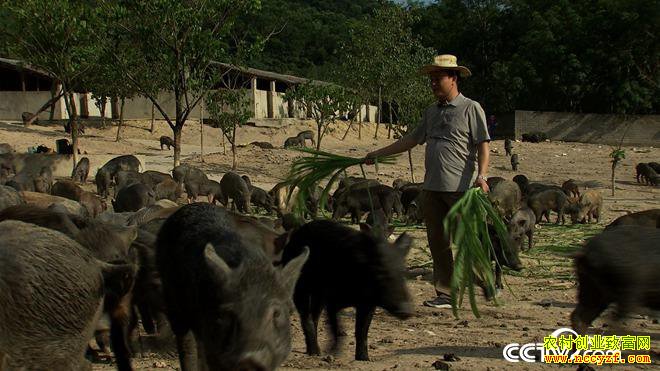 [�¸���]������������ǿ30ͷɽ�������1.5��Ԫ