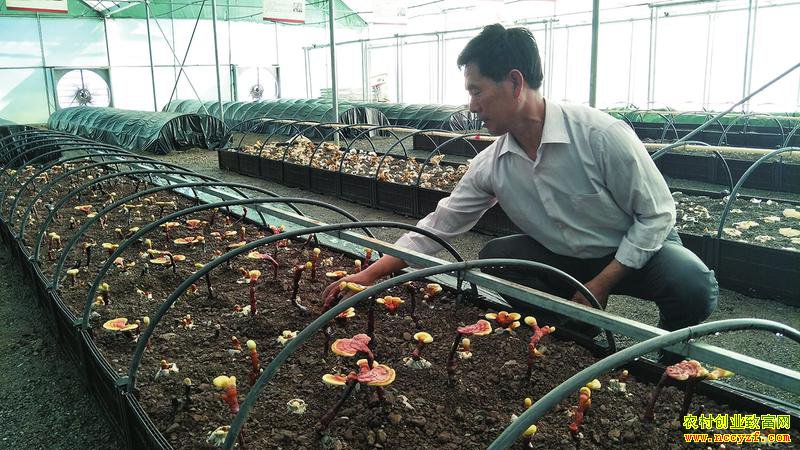 �������أ���֥��ֲǰ����