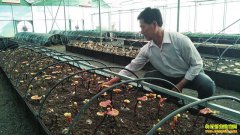 �������أ���֥��ֲǰ����