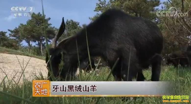 [ũ�����]��ɽ����ɽ����ֳ������Ƶ