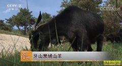 [ũ�����]��ɽ����ɽ����ֳ������Ƶ